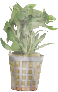 AquaVitaal Hygrophila Polysperma-2