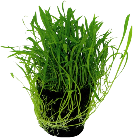 AquaVitaal Lilaeopsis Novea-Zealandia