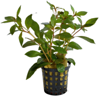 AquaVitaal Ludwigia Glandulosa