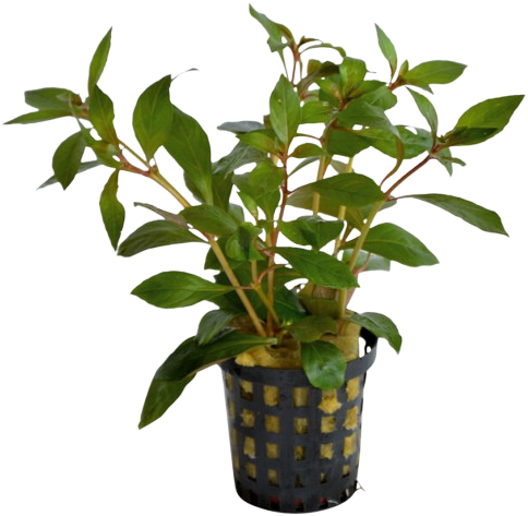 AquaVitaal Ludwigia Glandulosa