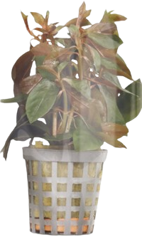 AquaVitaal Ludwigia Glandulosa-2