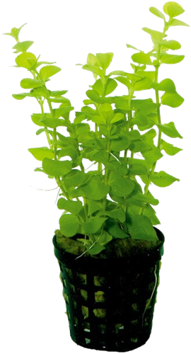 AquaVitaal Lysimachia Nummularia Aurea