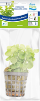 AquaVitaal Lysimachia Nummularia Aurea-2