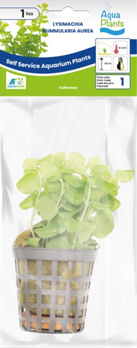 AquaVitaal Lysimachia Nummularia Aurea-2