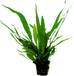 AquaVitaal Microsorum Pteropus