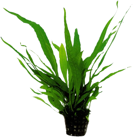 AquaVitaal Microsorum Pteropus