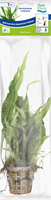 AquaVitaal Microsorum Pteropus-2
