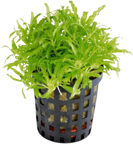 AquaVitaal Pogostemon Helferi
