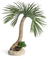 Biorb Palmboom Seychelles