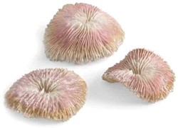 biOrb plaatkoraal set