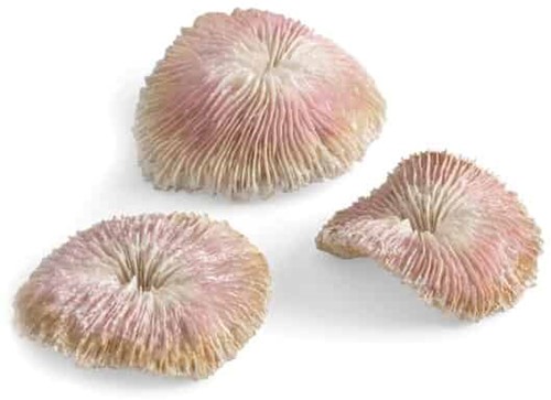 biOrb plaatkoraal set