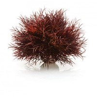 BiOrb Aquarium zeelelie - donkerrood
