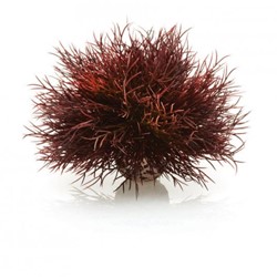 BiOrb Aquarium zeelelie - donkerrood