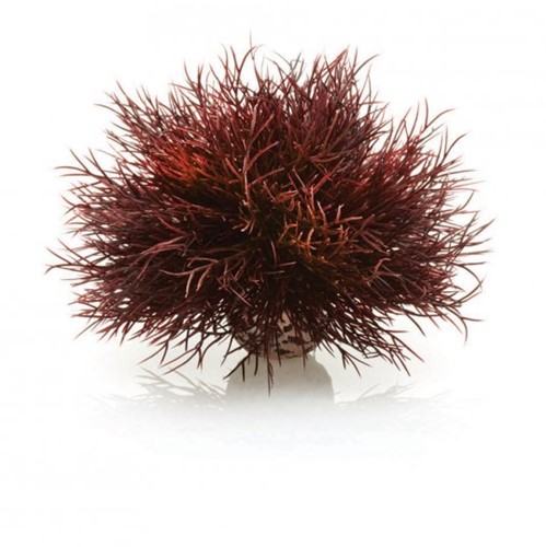 BiOrb Aquarium zeelelie - donkerrood