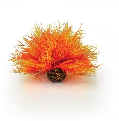 BiOrb Aquarium zeelelie - vuur