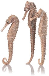 BiOrb zeepaard naturel set 