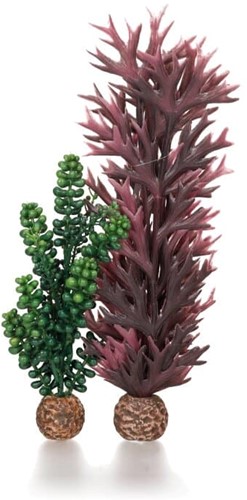 biOrb zeeparels & zeewier olijfgroen