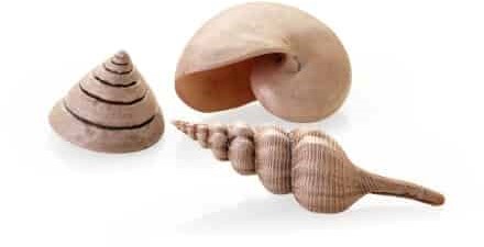 BiOrb zeeschelpen set 