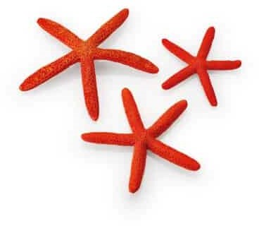 BiOrb zeesterren set rood