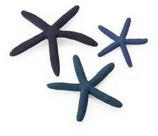 BiOrb zeesterren set blauw
