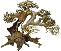 Superfish Bonsai Driftwood L