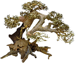 Superfish Bonsai Driftwood L