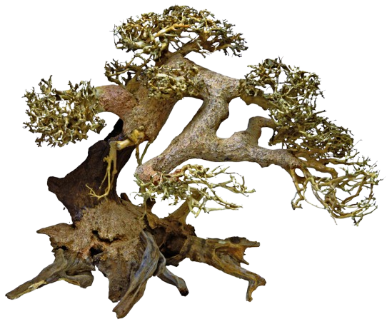 Superfish Bonsai Driftwood L