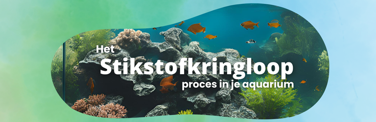 De stikstofkringloop in je aquarium
