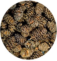Hobby Elzenproppen / Alder Cones-2