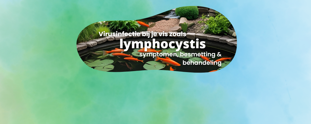 Lymphocystis bij vissen: symptomen, besmetting & behandeling