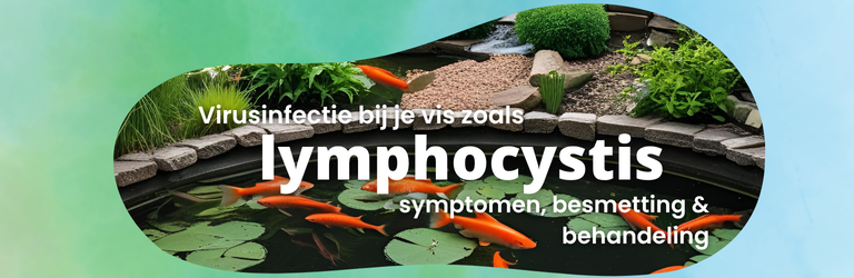 Lymphocystis bij vissen: symptomen, besmetting & behandeling