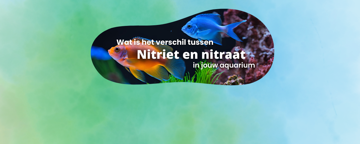 Wat is het verschil tussen nitriet en nitraat in je aquarium