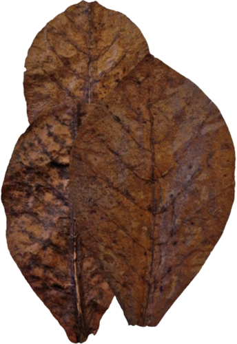 Colombo Catappa XL-2