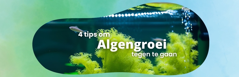 4 tips om algengroei tegen te gaan in je aquarium