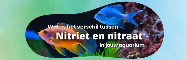 Wat is het verschil tussen nitriet en nitraat in je aquarium