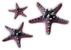 BiOrb zeesterren set roze