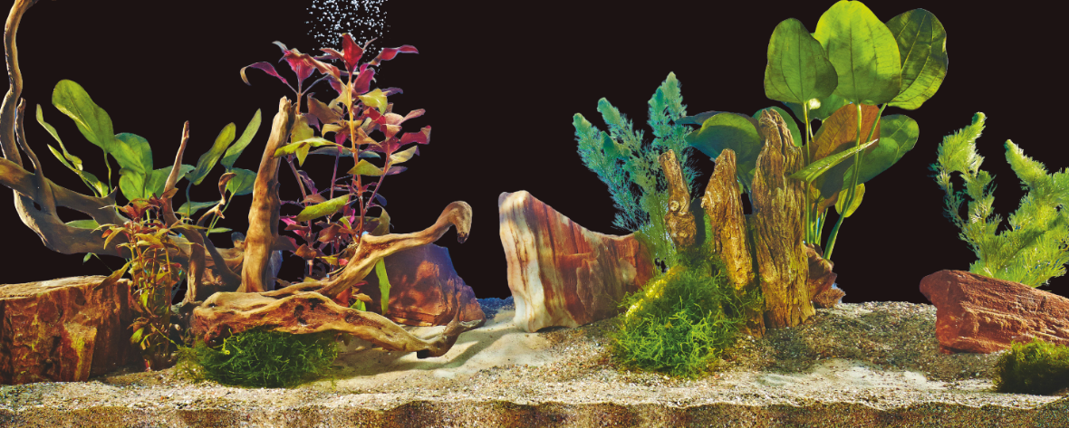 Aquascaping in een aquarium