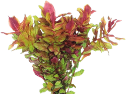 Aquariumplanten en verzorging