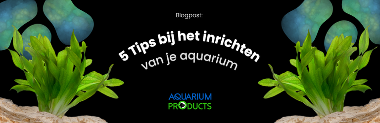 5 Tips voor een goede inrichting van je aquarium