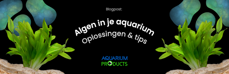 Algen in je aquarium? Oorzaken, oplossingen & tips