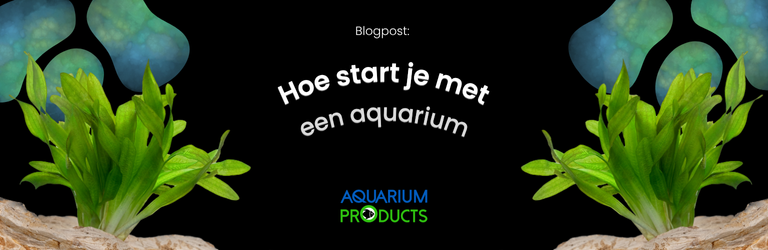 Een aquarium beginnen - zo ga je goed van start