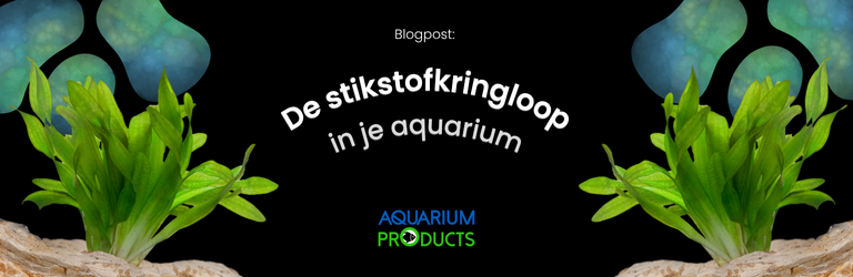 Het stikstofkringloopproces in je aquarium