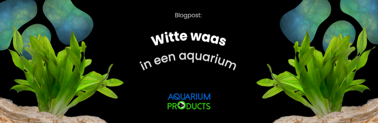Witte waas in aquarium