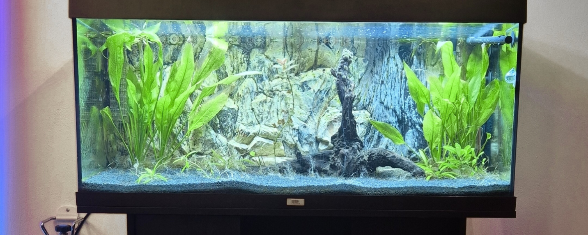 5 onmisbare producten in je aquarium