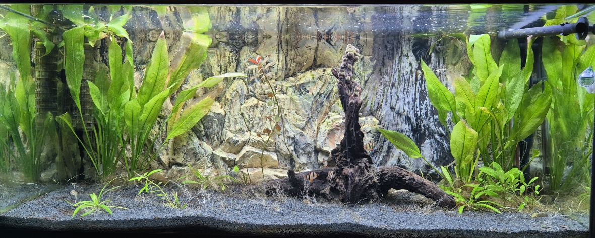Van nano tot zeeaquarium: ontdek welk type bij jou past