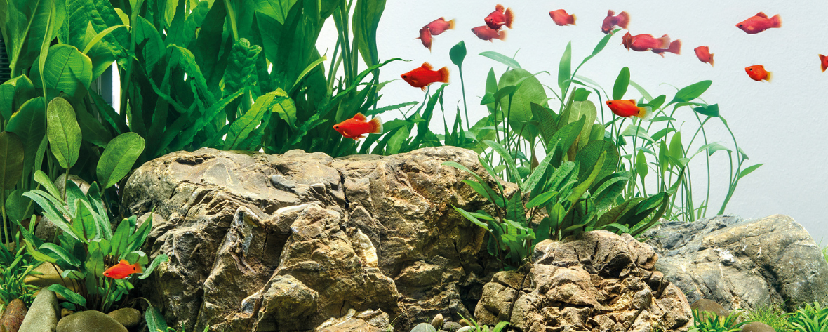 Een glashelder aquarium met het juiste filter
